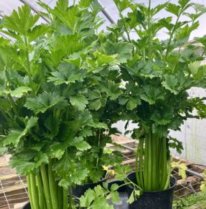 Celery Tango